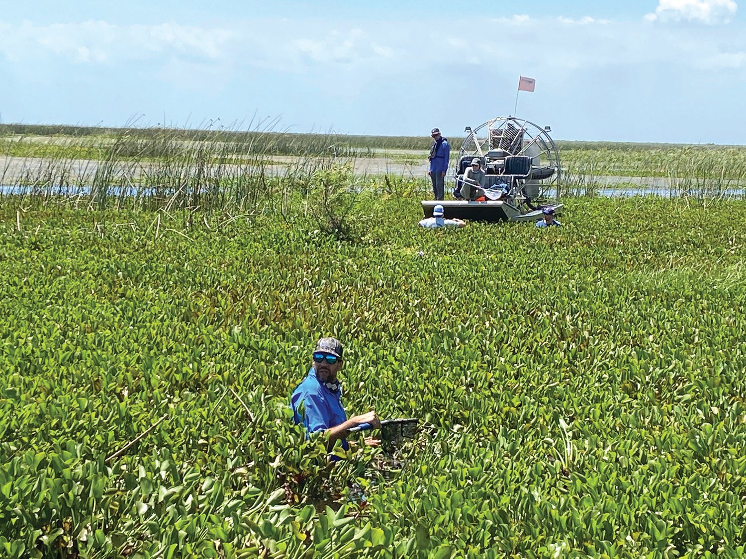 Volunteers worked alongside FWC staff hand pulling Azolla pinnata, a nonnative plant that spreads rapidly and forms dense mats that shade out native submersed plants and interferes with boating and other recreational activities.